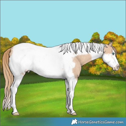 Horse Color:Perlino Tobiano Frame Appaloosa