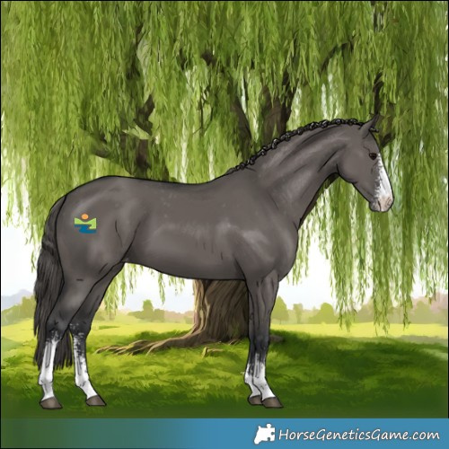 Horse Color:Grullo Sabino Appaloosa