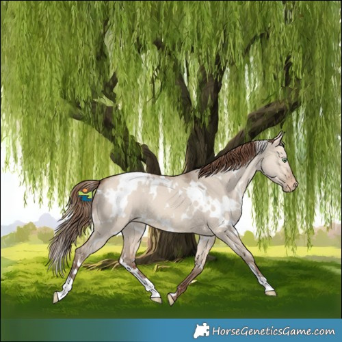 Horse Color:White Spotted Amber Champagne Dun Appaloosa
