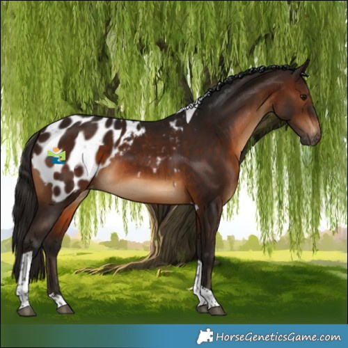 Horse Color:Gray Bay Tobiano Appaloosa Rabicano 