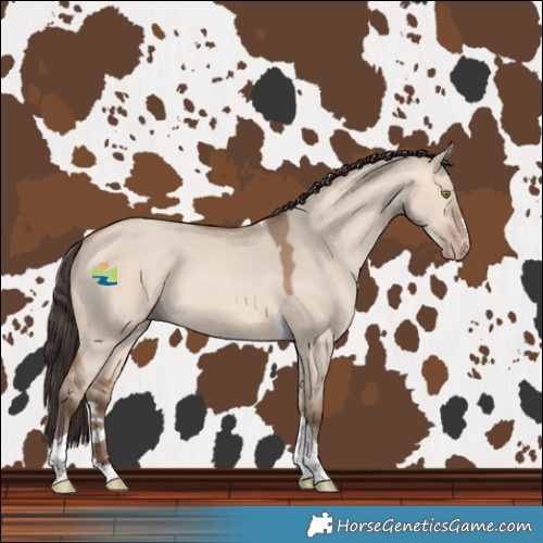 Horse Color:Amber Champagne Dun Tobiano 