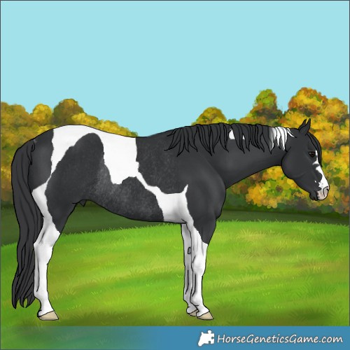 Horse Color:Black Tobiano Rabicano