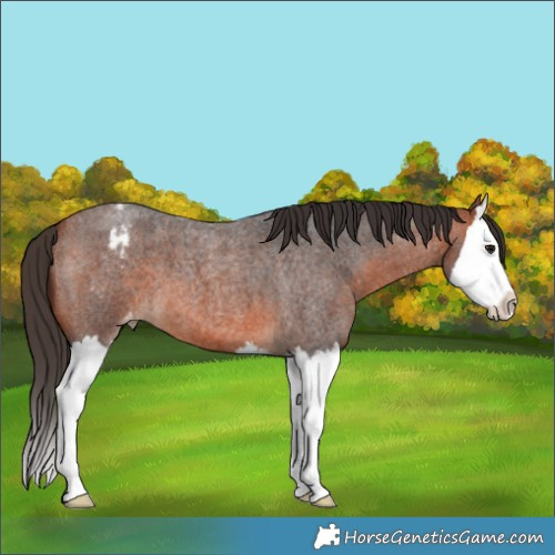 Horse Color:Bay Roan Splash Appaloosa