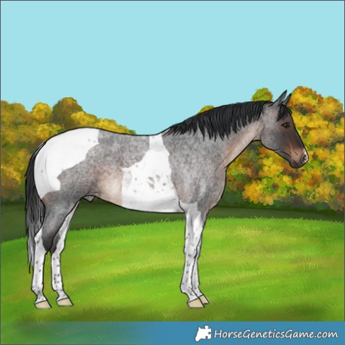 Horse Color:Brown Roan Tobiano