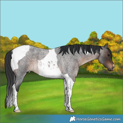 Horse Color:Brown Roan Tobiano