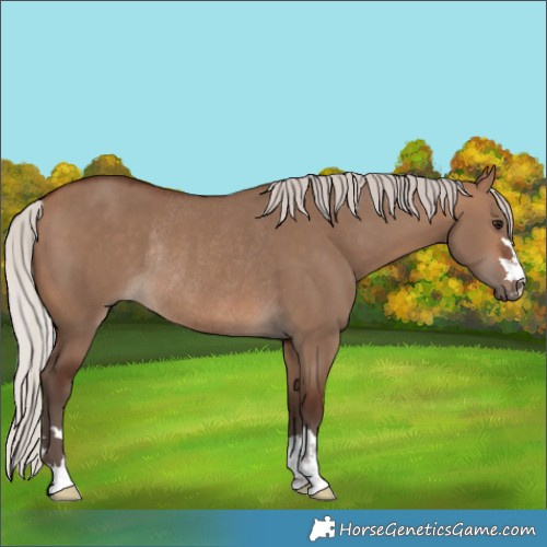 Horse Color:Silver Brown Dun Rabicano 