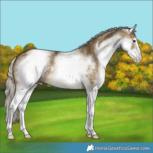 Horse Color:White Spotted Silver Buckskin Dun