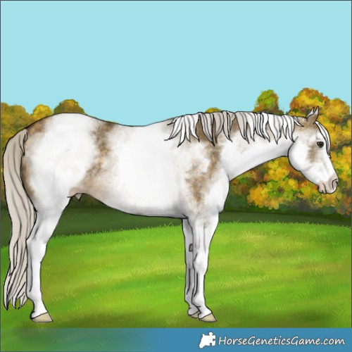 Horse Color:White Spotted Silver Buckskin Dun 