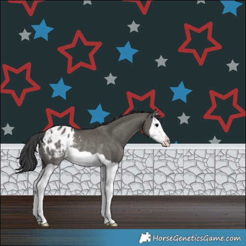 Horse Color:Grullo Splash Appaloosa Rabicano 