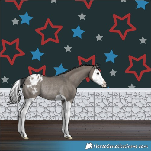 Horse Color:Grullo Splash Appaloosa Rabicano 