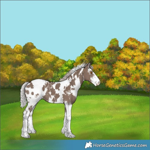 Horse Color:White Spotted Silver Grullo Mushroom Sabino Appaloosa 