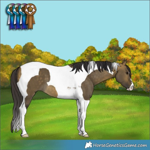 Horse Color:Buckskin Dun Tobiano 