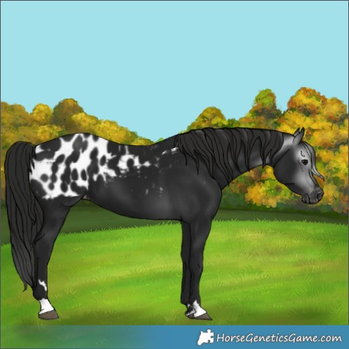 Horse Color:Gray Black Blanket 