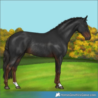 Horse Color:Gray Liver Chestnut Rabicano