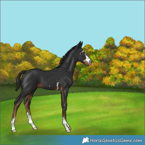 Horse Color:Gray Liver Chestnut 