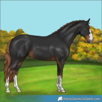 Horse Color:Gray Liver Chestnut 