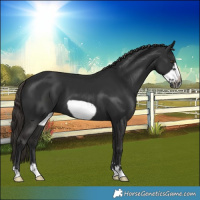Horse Color:Gray Liver Chestnut Frame 