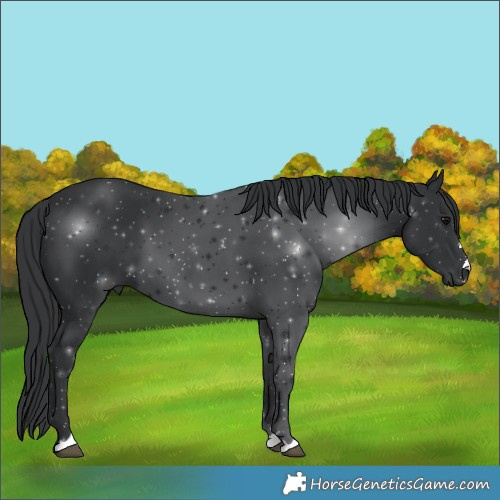 Horse Color:Black 