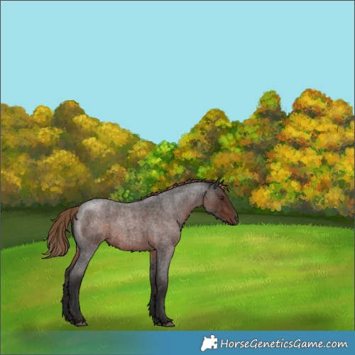 Horse Color:Liver Red Roan