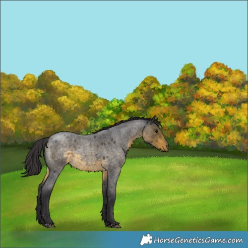 Horse Color:Buckskin Roan 
