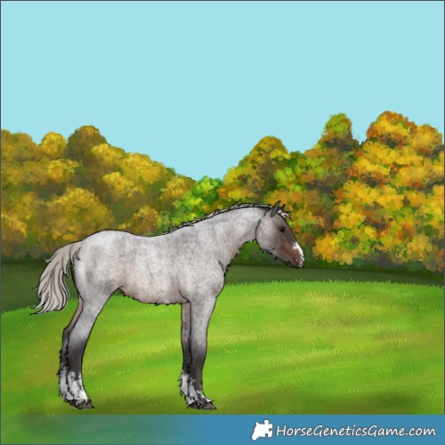 Horse Color:Silver Brown Roan Sabino 