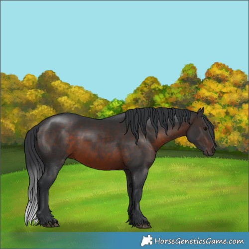Horse Color:Brown 