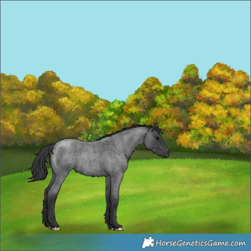 Horse Color:Blue Roan 