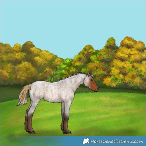 Horse Color:Chocolate Palomino Roan