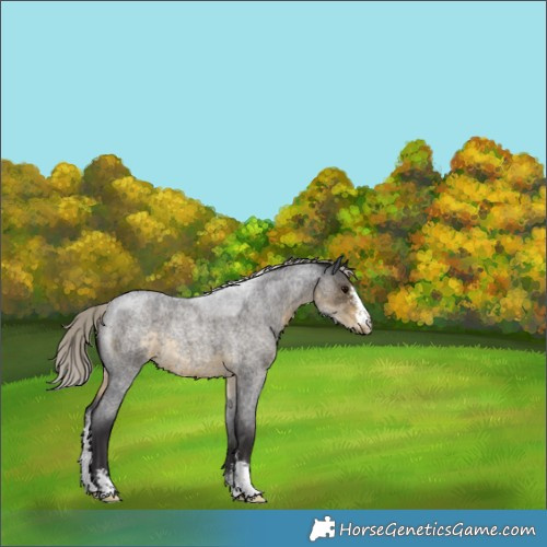 Horse Color:Silver Smoky Blue Roan Sabino 