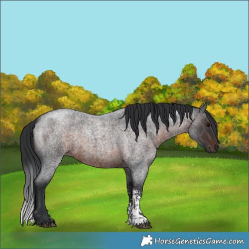 Horse Color:Brown Roan Sabino