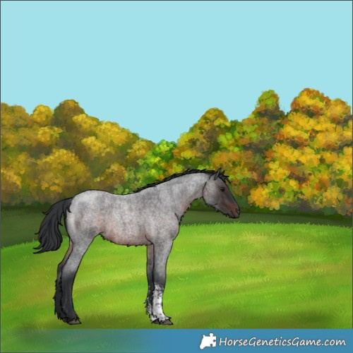 Horse Color:Brown Roan Sabino 