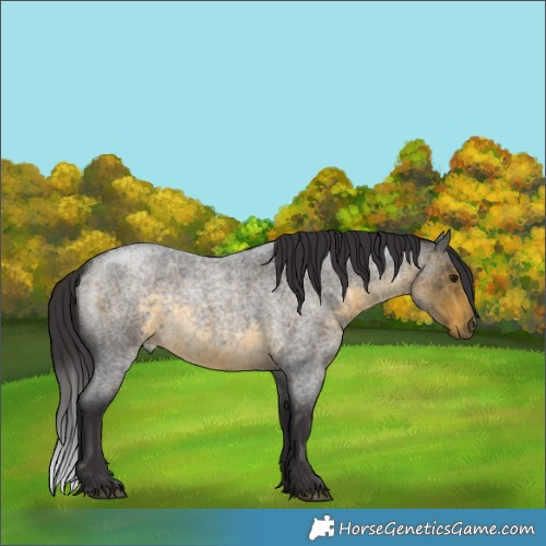 Horse Color:Buckskin Roan