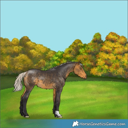 Horse Color:Silver Buckskin 