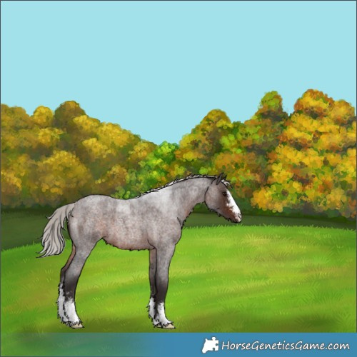 Horse Color:Silver Brown Roan Sabino