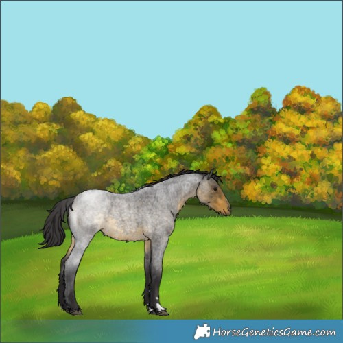 Horse Color:Buckskin Roan 