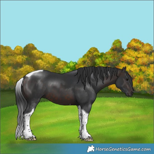 Horse Color:Brown Tobiano 