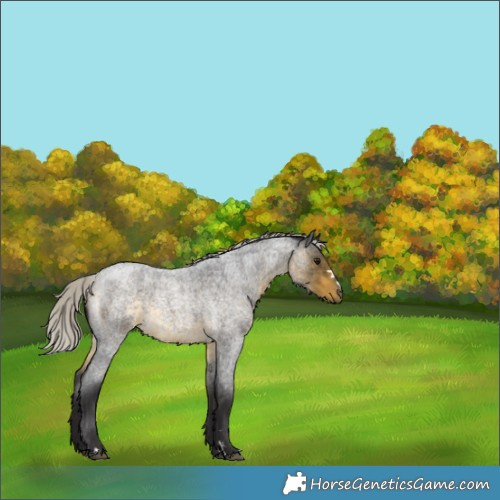 Horse Color:Silver Buckskin Roan 