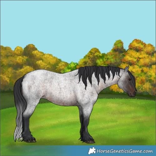 Horse Color:Brown Roan 