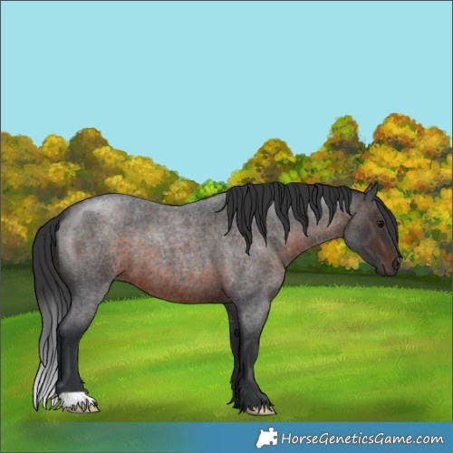 Horse Color:Brown Roan