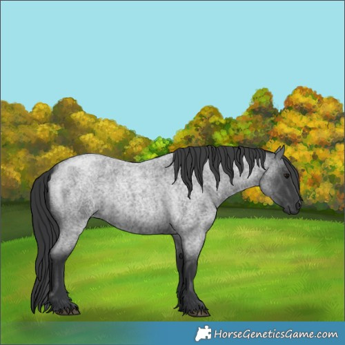 Horse Color:Blue Roan