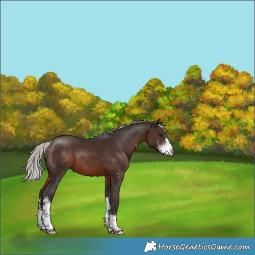 Horse Color:Silver Brown Sabino