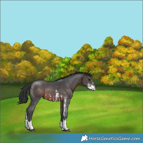 Horse Color:Brown Sabino
