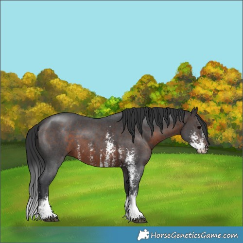 Horse Color:Brown Sabino 