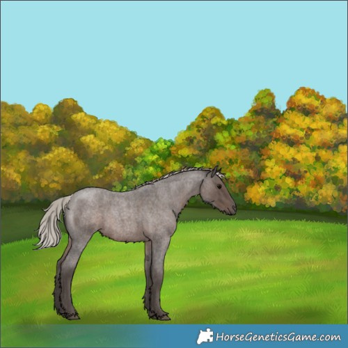 Horse Color:Silver Blue Roan