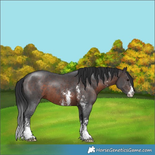 Horse Color:Brown Sabino