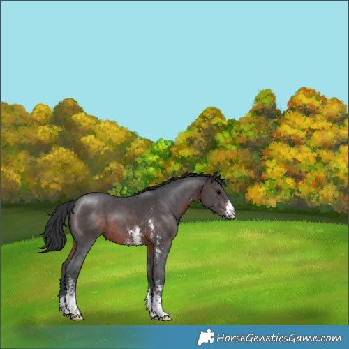 Horse Color:Brown Sabino