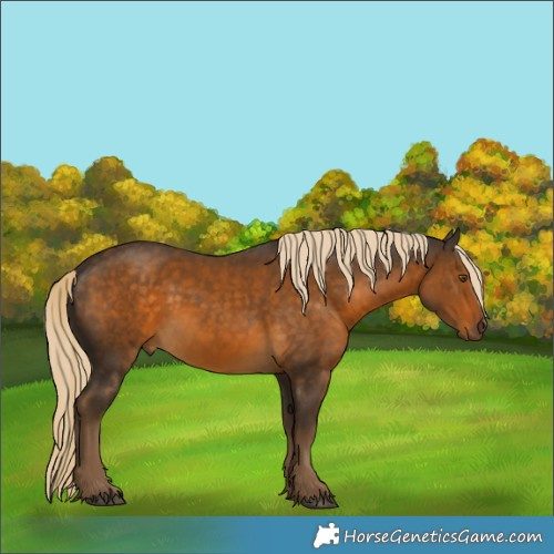 Horse Color:Chocolate Palomino