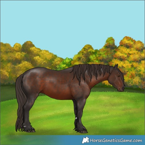 Horse Color:Liver Chestnut