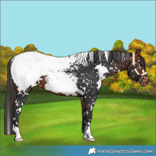 Horse Color:White Spotted Bay Snowcap 