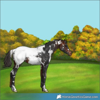 Horse Color:White Spotted Bay Snowcap 